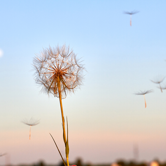 Executive Development Programme Square (15)