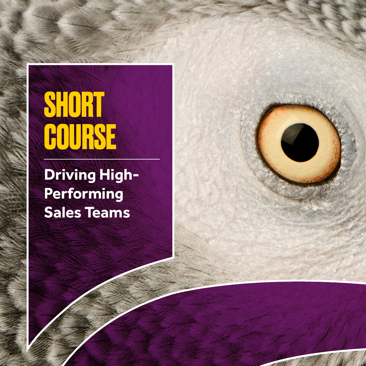 Driving High-Performing Sales Teams 